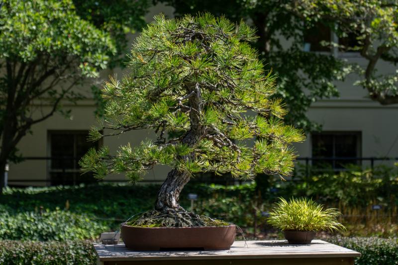 A bonsai tree in a brown pot is displayed outdoors on a wood table.