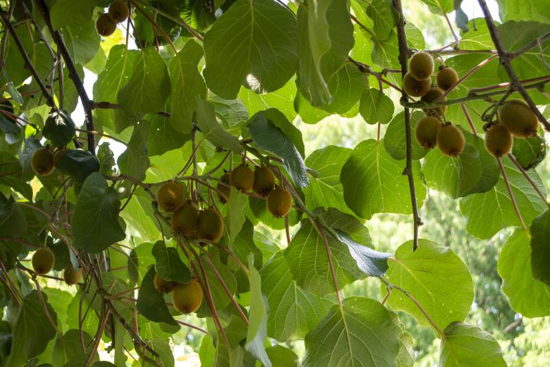 A vine with rounded leaves has clusters of green oval fruit.