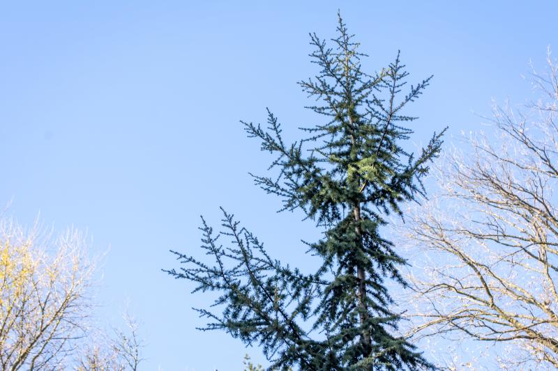 A tall evergreen tree standing prominently against a clear blue sky. Its branches reach outward and upward, displaying a variety of needle-like leaves that convey a vibrant green color.