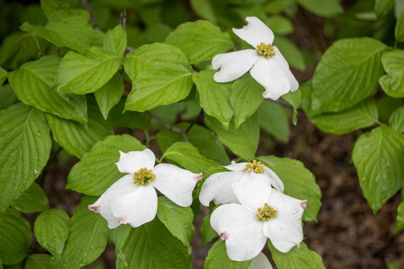 Plant Finder | Cornus florida 'Appalachian Spring' - Flowering Dogwood ...