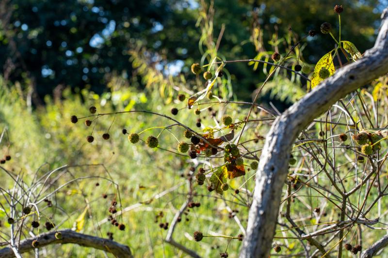 Green spiky ball-shaped flowers grow on a thin horizontal branch in front of a light green leafy background.