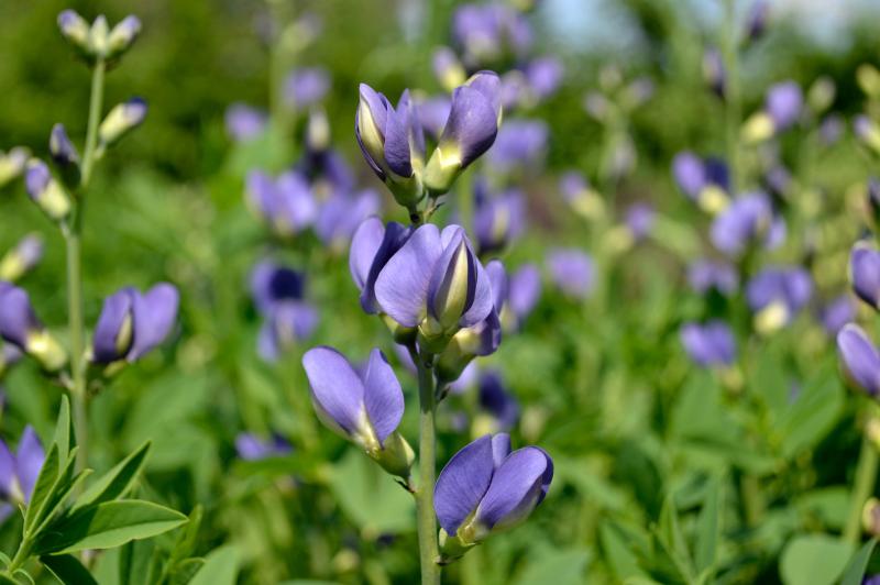 blue false indigo blossoms