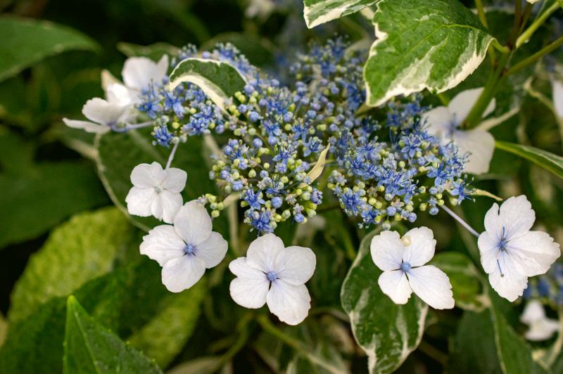 a blue and white hydrangea with buds and florets