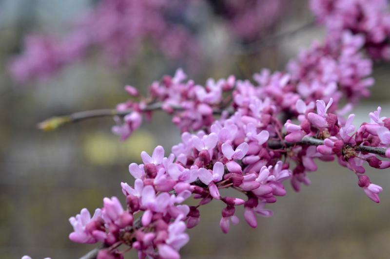 Cercis canadensis (Eastern redbud) in the Discovery Garden.