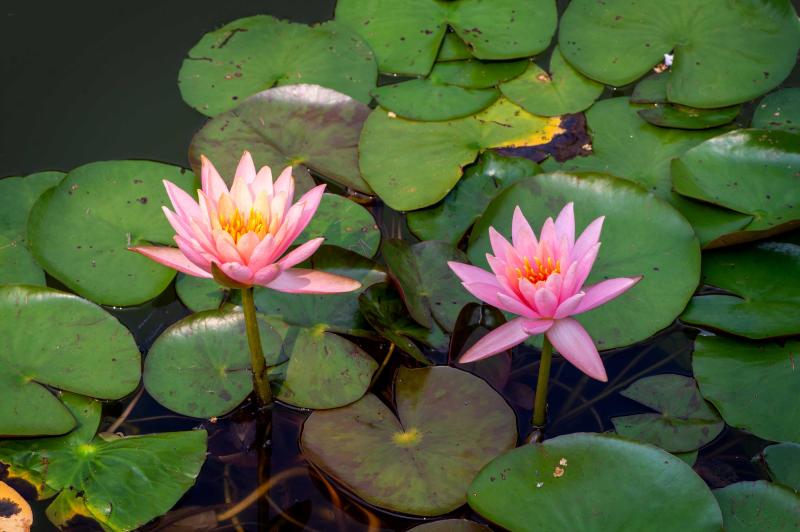 Two large pink flowers are surrounded by green lily pads.
