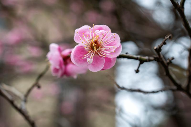 a pink apricot blossom on a tree