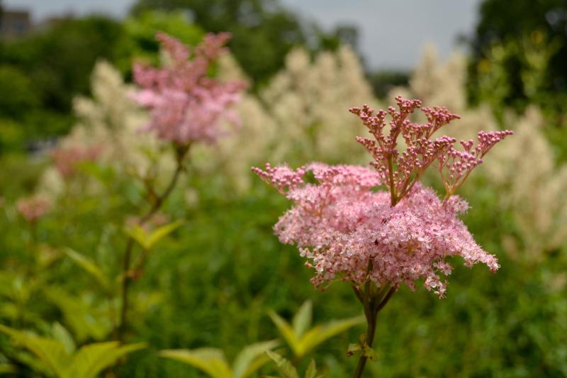 pink flowers of queen of the prairie plant