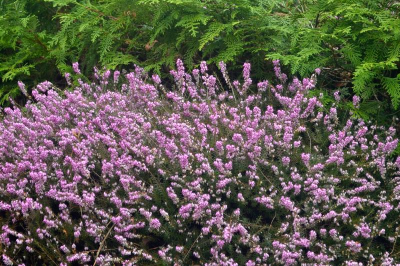 Spring heath in bloom