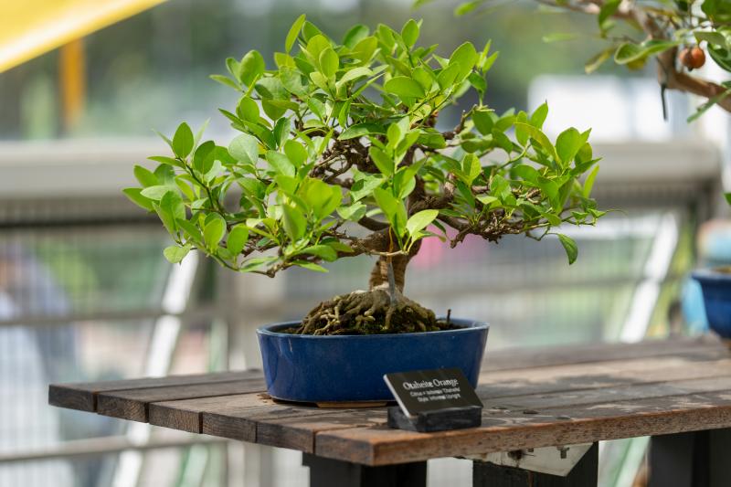 A bonsai tree sits in a blue pot on a wooden table.