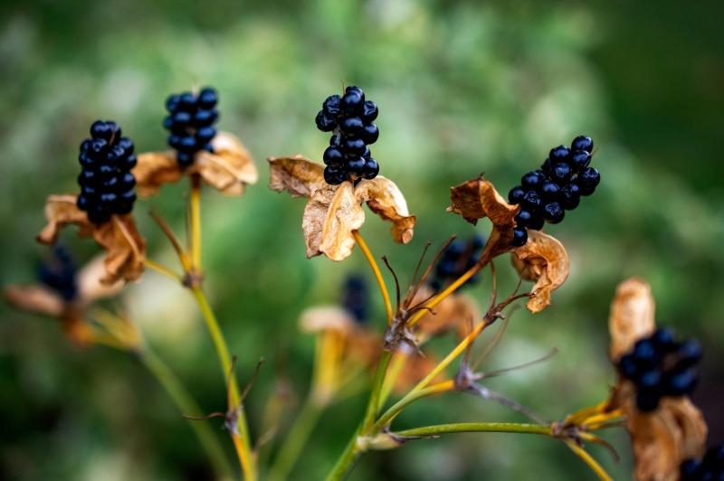 Clusters of dark purple berries growing above stalks with brown leaves.