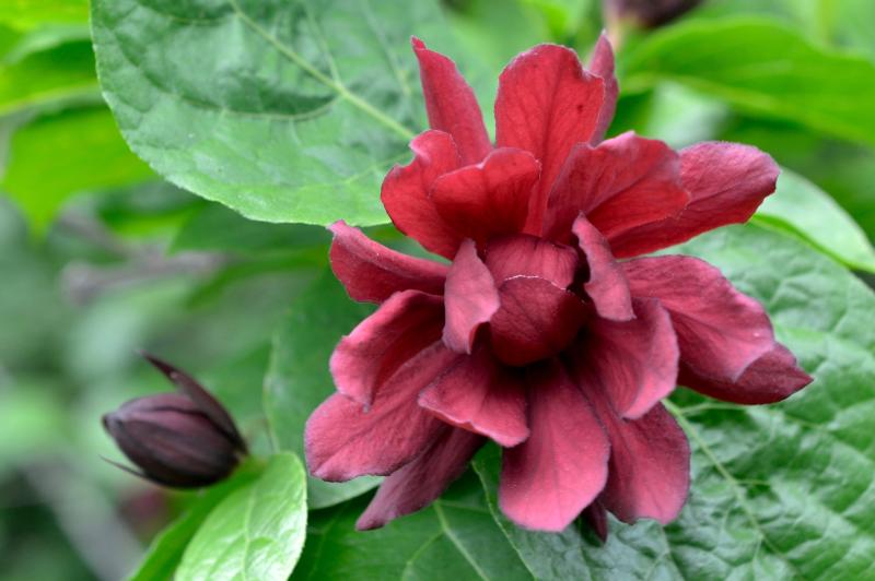 red allspice flower