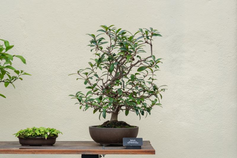 A bonsai tree sits in a brown pot on a wooden table.