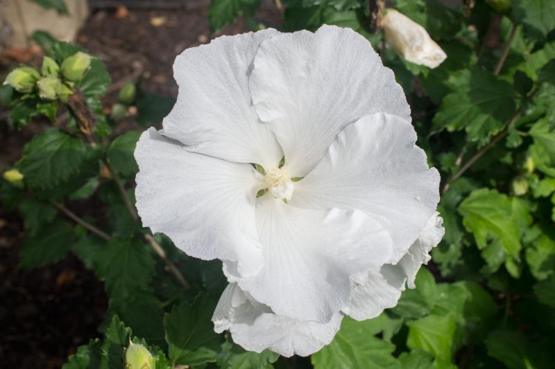 Hibiscus syriacus 'Diana' (Rose-of-Sharon) in the Water Garden.