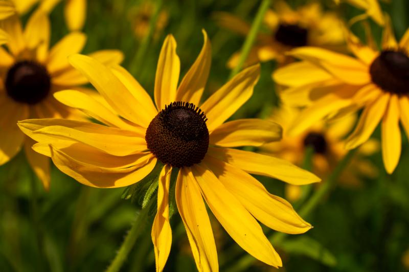 a black-eyed Susan flower