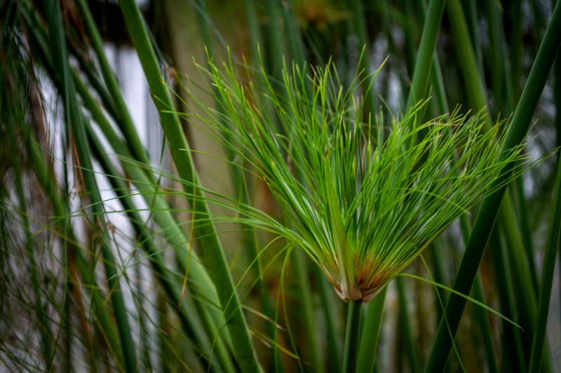 Green stalky plants with tufts at the top