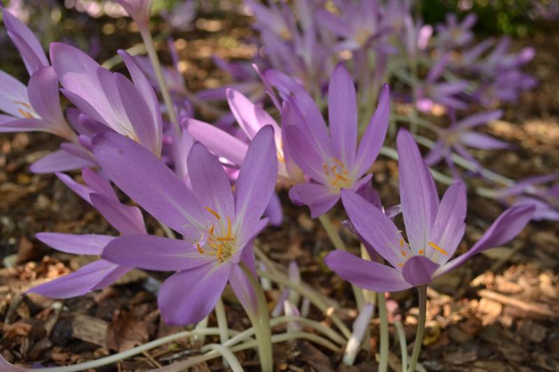Autumn Crocus