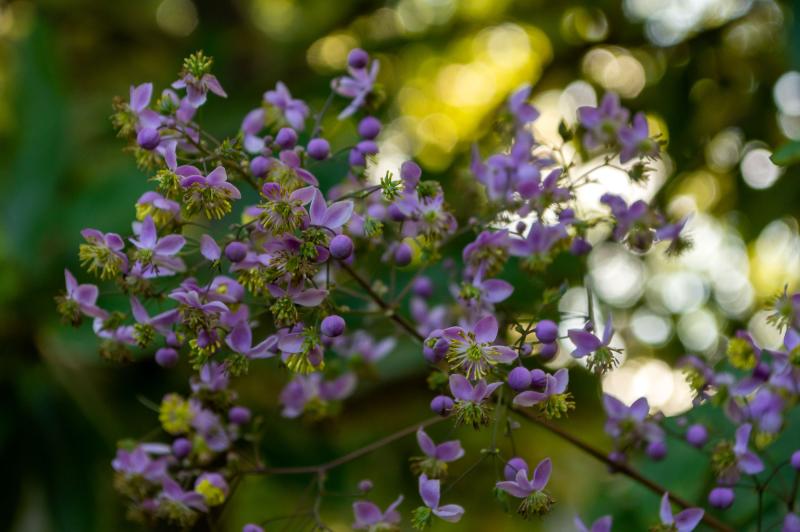An airy cluster of small purple flowers blooms on thin stems.