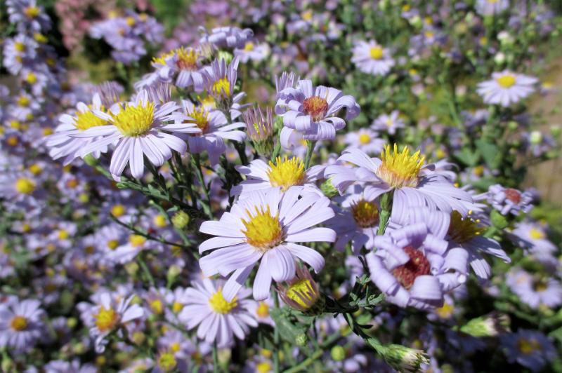 Smooth Aster