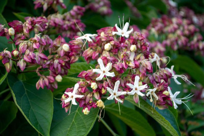 A cluster of dark pink buds and white flowers bloom alongside green ovate leaves.