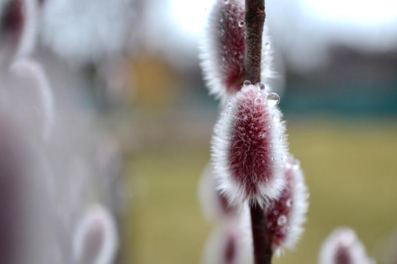 fuzzy flowers