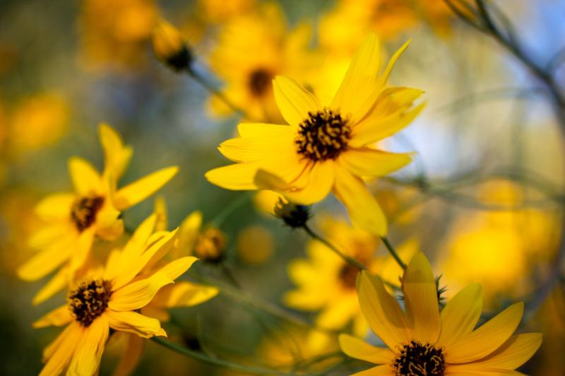 A cluster of cheerful and delicate yellow flowers.