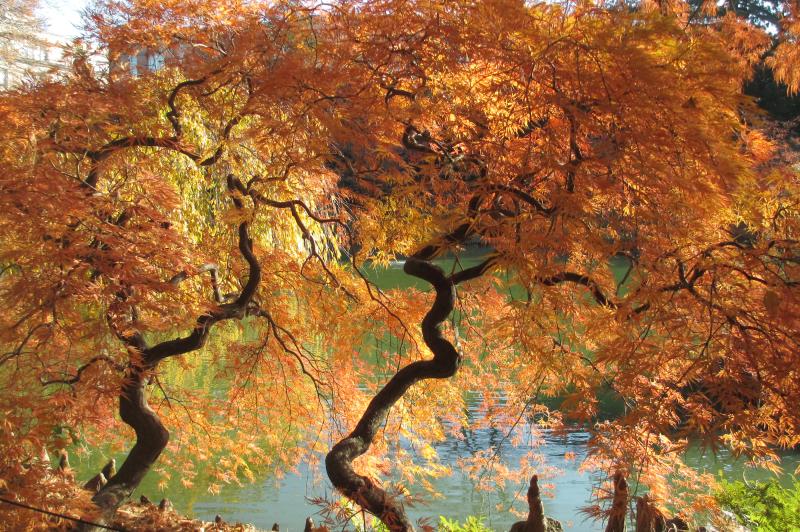 two maple trees with orange foliage and twisted trunks