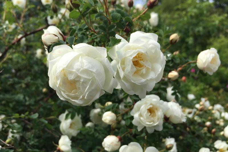 several white roses on a shrub