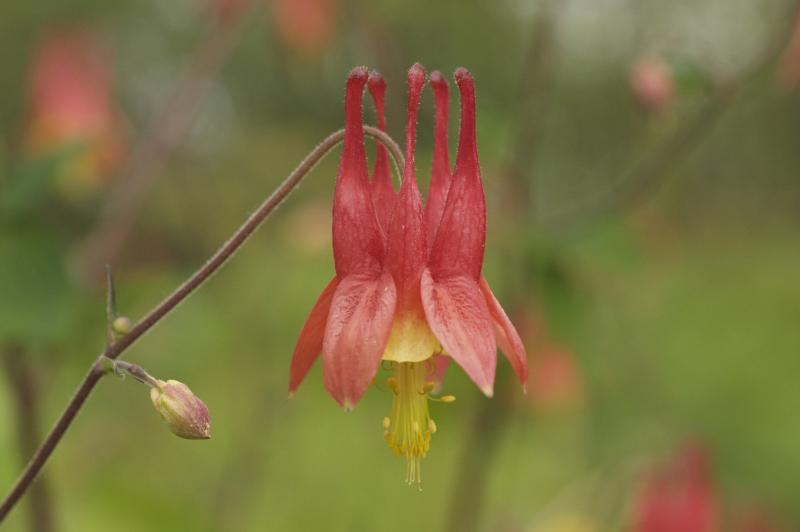 red and yellow columbine flower