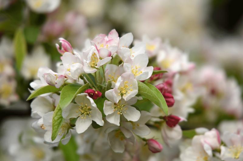 pink and white flowered crabapple blossoms