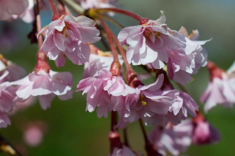 Clusters of light pink flowers bloom at the tips of gently arching branches