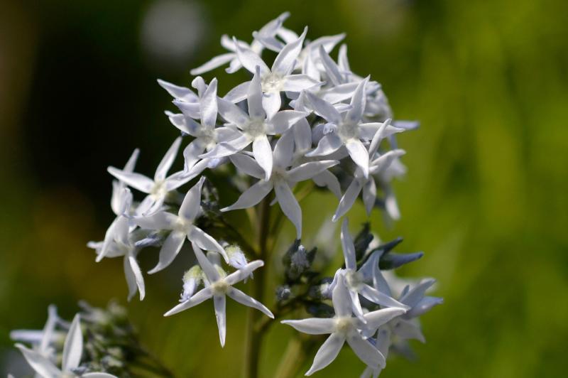 bluestar blossoms