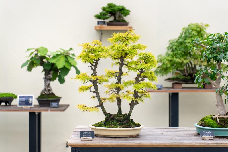 A bonsai tree with light greenish yellow leaves is displayed in a pot on a wooden table.
