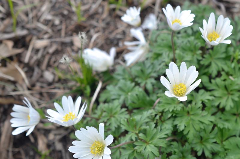 Anemone blanda 'White Splendour' (Grecian windflower) in the Discovery Garden.