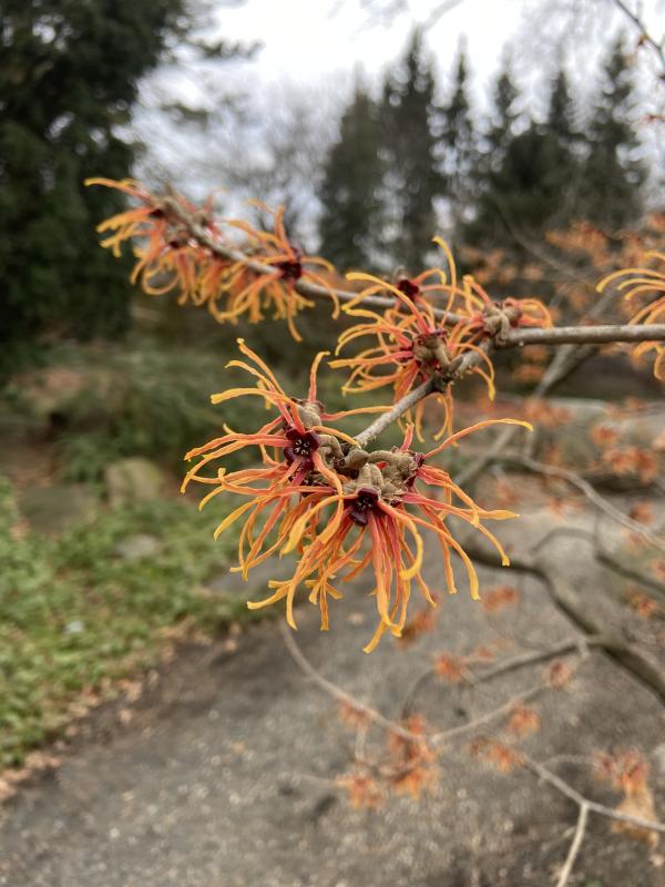 Flower with yellow ribbon-like petals with red centers