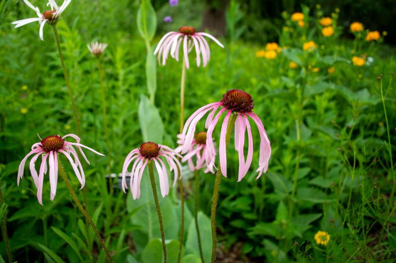 A cluster of blossoms with spiky centers and thin, pale-pink petals bloom at the tips of fuzzy stems.