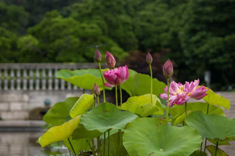 Magenta flowers bloom with large green leaves beneath them.