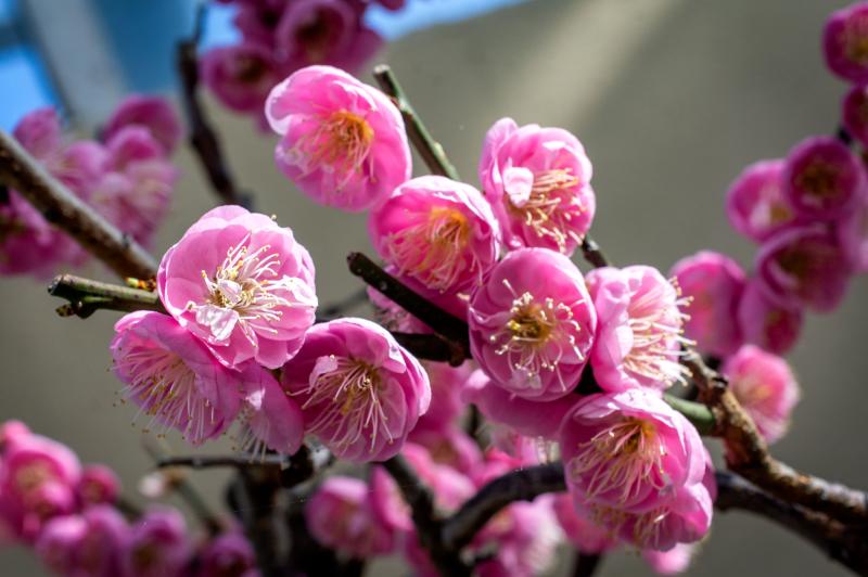 A Japanese Apricot Bonsai tree featuring pink flowers with many petals photographed at Brooklyn Botanic Garden by Michael Stewart