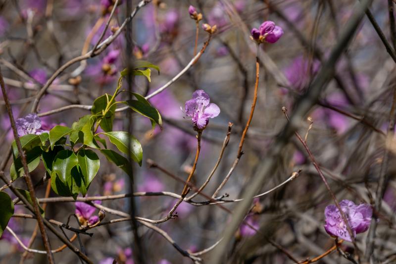 Vibrant magenta flowers sprout from thin gray and light brown branches with out-of-focus lines in the foreground and background. The plant's leaves are visible on the left of the image.