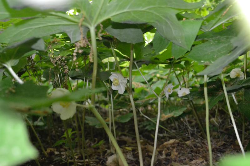 mayapple flowers bloom beneath the plant's leaves
