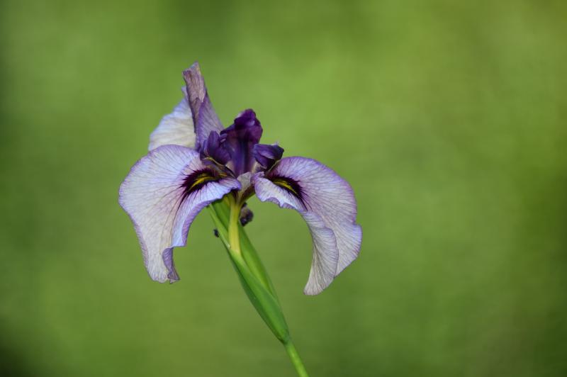a single iris bloom