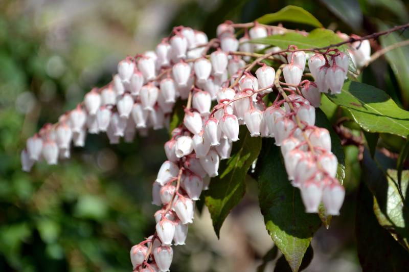 Dozens of downturned bell-shaped white and pink flowers are clustered on the end of a leafy branch.