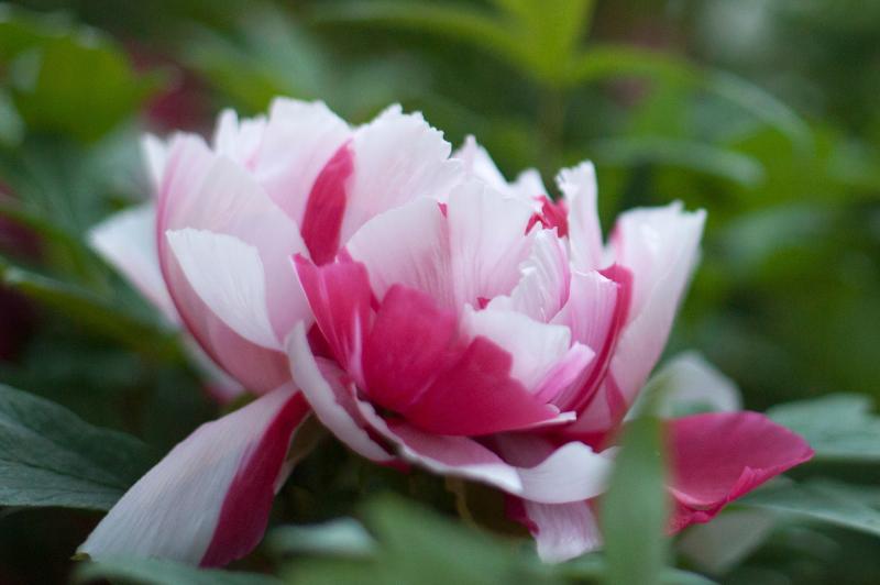 red and white striped peony