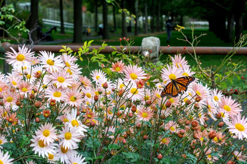 a monarch butterfly among pink chrysanthemums