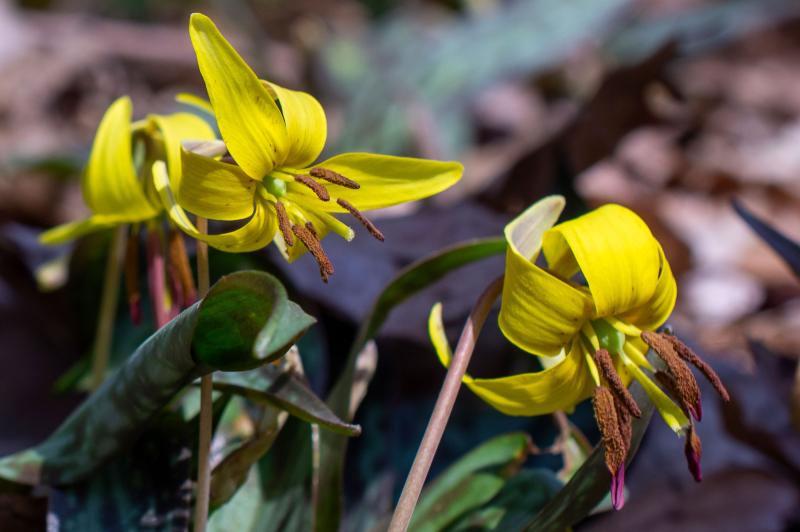 Two yellow flowers with curled-up petals reveal purplish-brown anthers