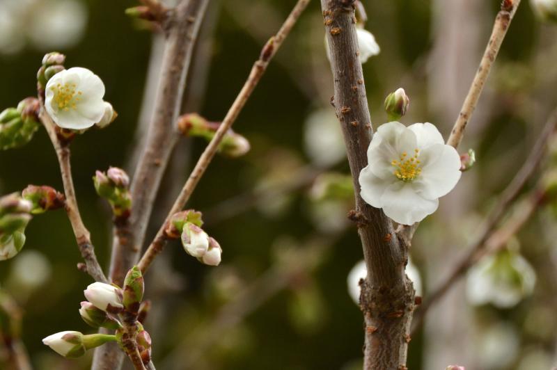 white cherry blossoms on bare branches