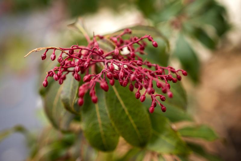 dark pink Japanese pieris buds