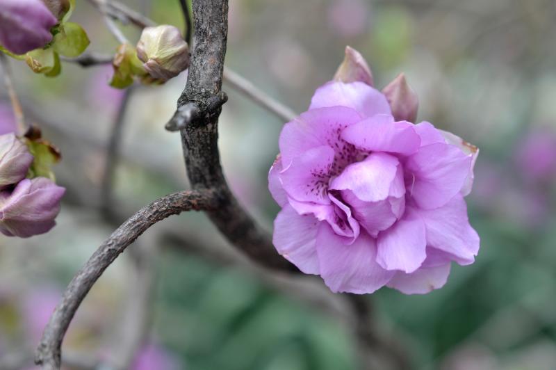 Rhododendron yedoense (Korean azalea) in the Discovery Garden.