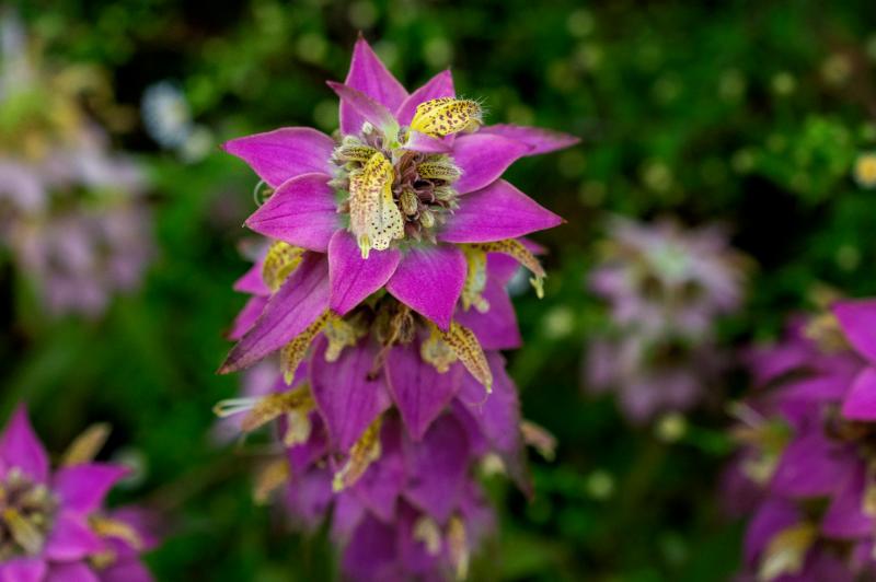 dark-pink flowers appearing in stacks along the stem