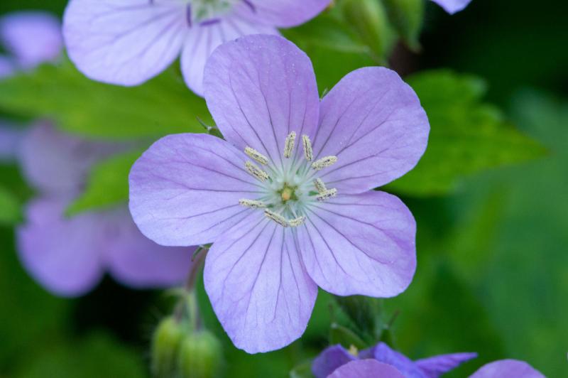A light purple, five-petaled flower blooms with pollen-dusted anthers at its center.