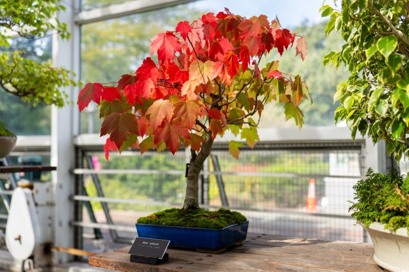 A bonsai with red leaves in a blue pot is displayed on a wooden table.